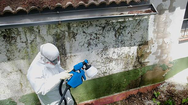 Trusted Mold Remediation service in Flourtown, PA - Cheap Mold Removal